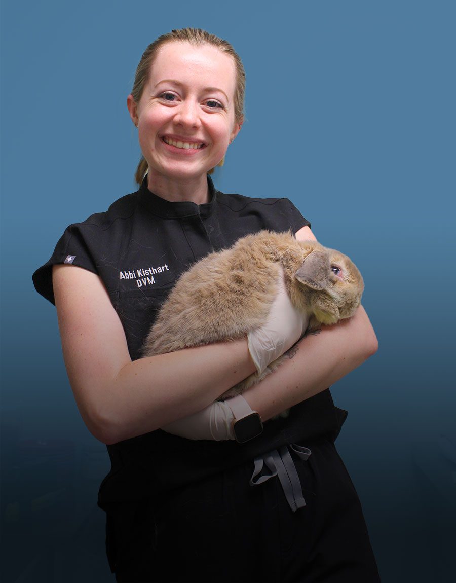 Young Female Vet Holding Rabbit