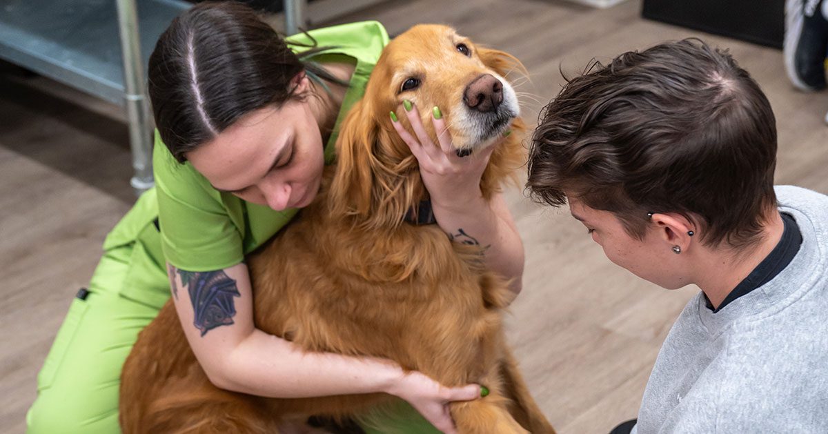 New Graduate Mentorship Program | Veterinarian Partners