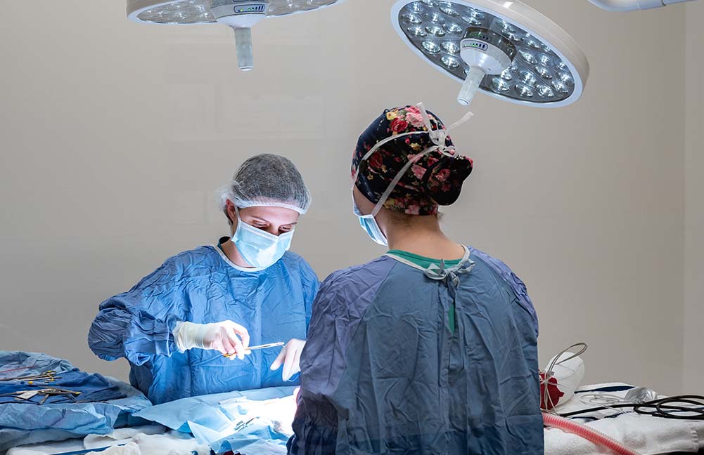 Surgical Procedure veterinarians scrubbed up for surgery