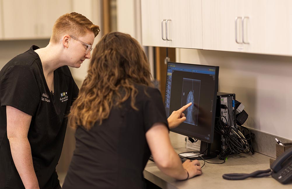 Working Together veterinary students looking at dog's scan on a computer screen