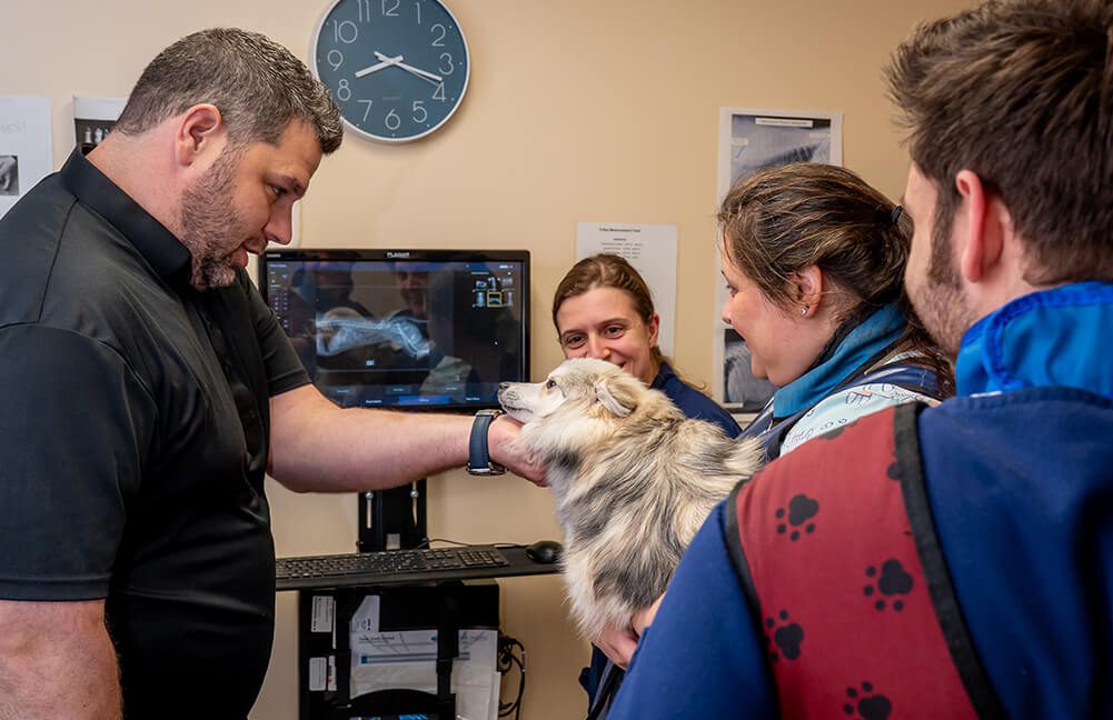 Group Of Vet Professionals Looking At Dog Group Of Veterinary Professionals Looking At Dog after Getting X-rays