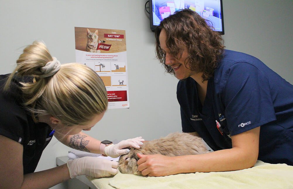 Vet And Tech With Bunny Vet And Tech With Bunny