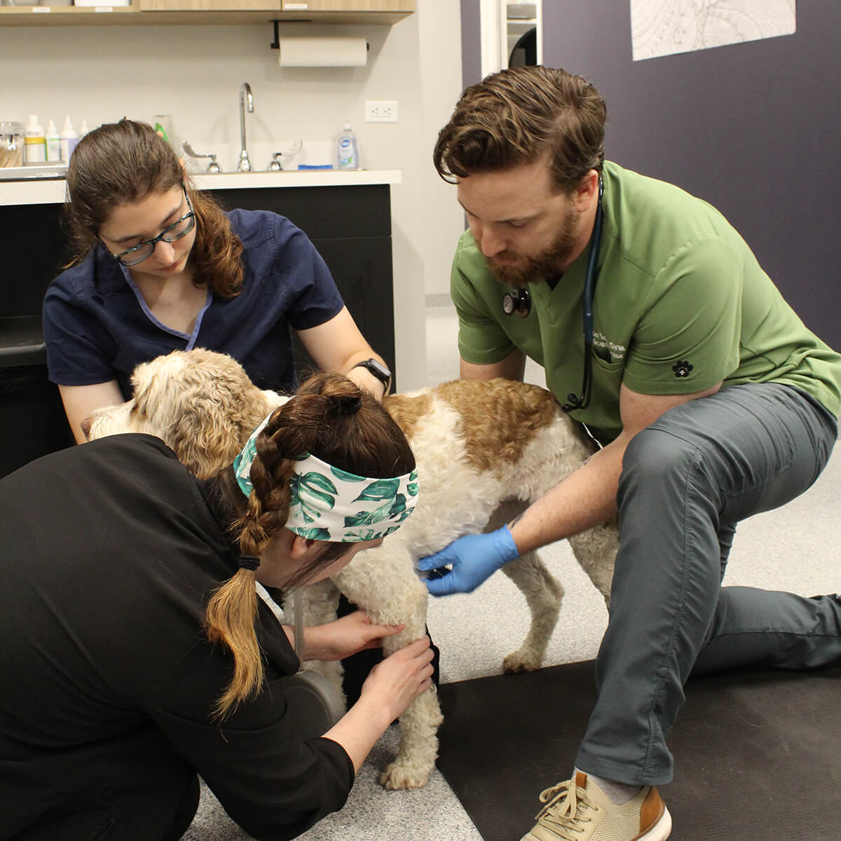 vet and vet techs on the floor with a dog in the exam room
