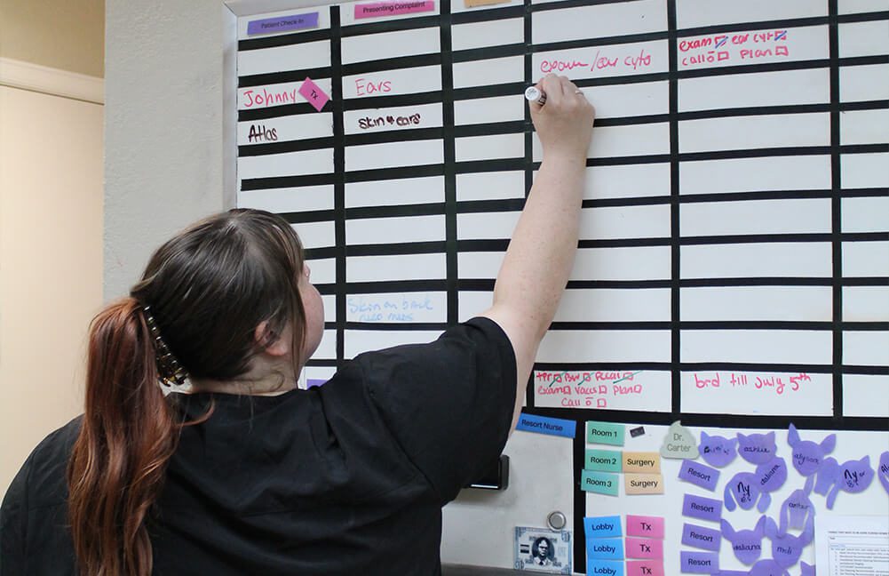 Vet Writing On Erase Board vet writing procedures on the dry erase board