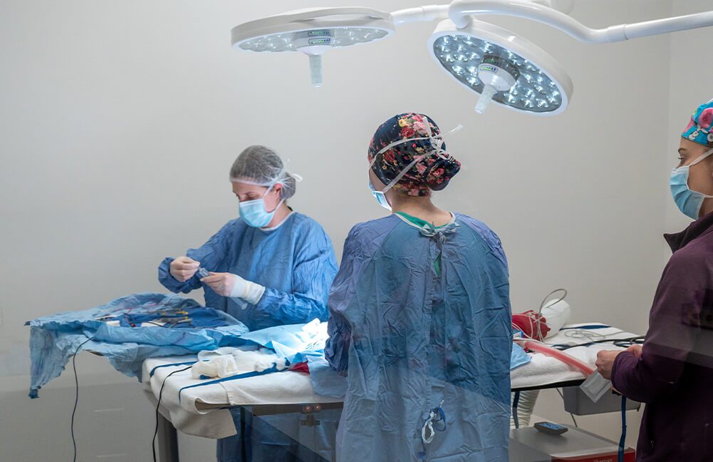veterinarians in the middle of surgery in full scrubs