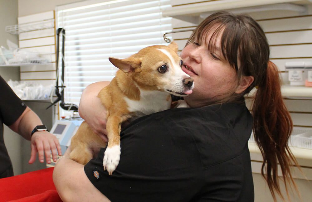female tech holding small brown and white dog
