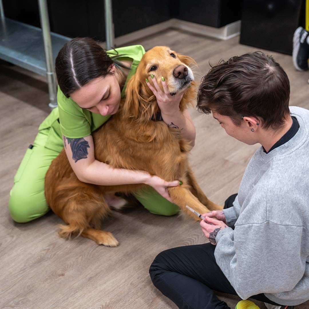 Blood Draw two new graduates taking a blood sample from dog