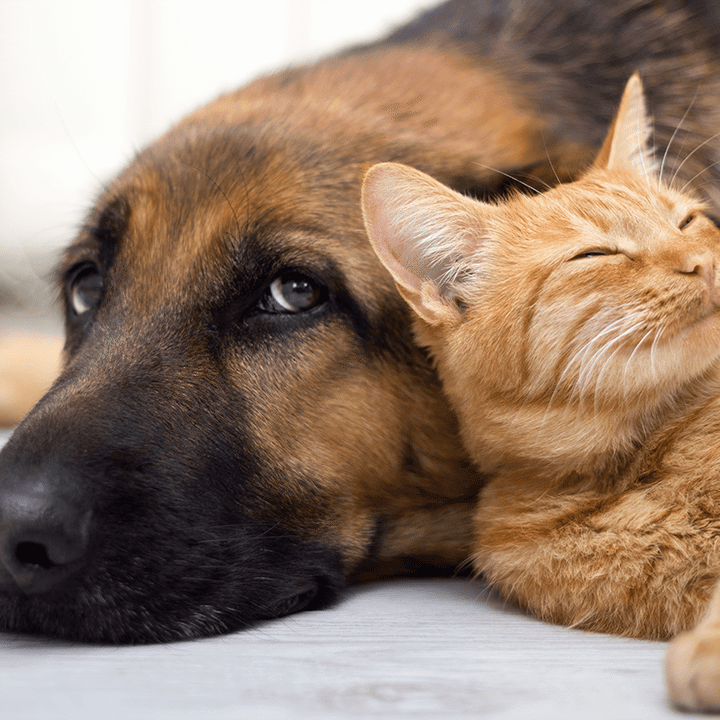 Cat And Dog Cuddle