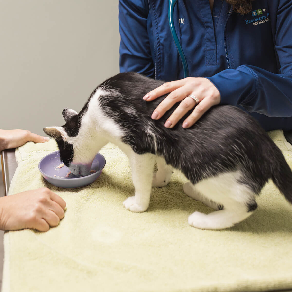 Cat Eating From Bowl Cat Eating From Bowl