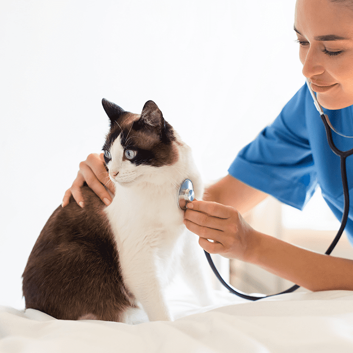 Cat Vet Heart Beat