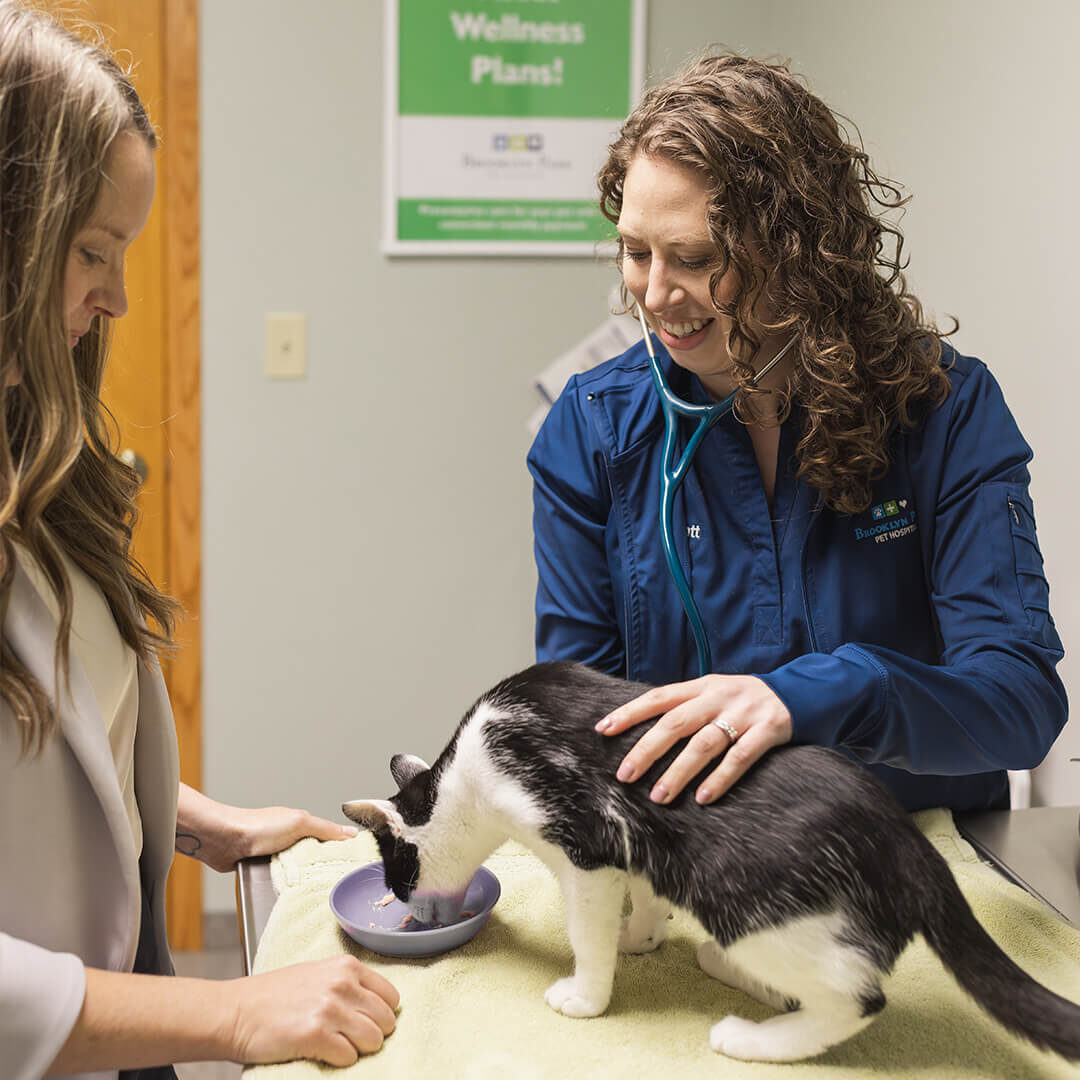 Doctor Looking At Cat On Exam Table Doctor Looking At Cat On Exam Table