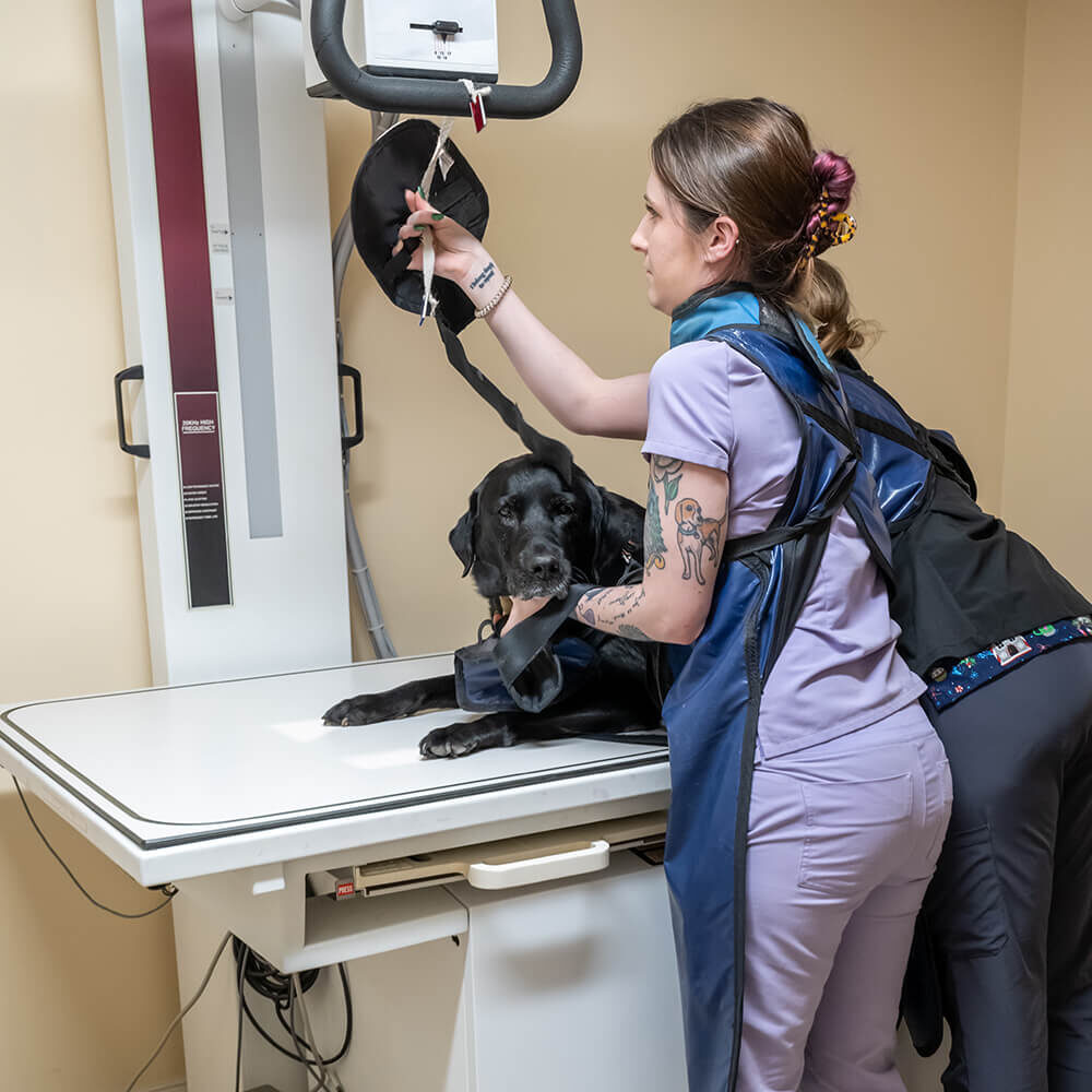 black dog on xray table with veterinary staff