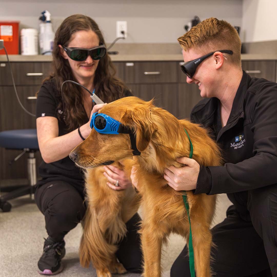 Laser Therapy veterinarian and vet tech working together during dog's laser therapy treatment