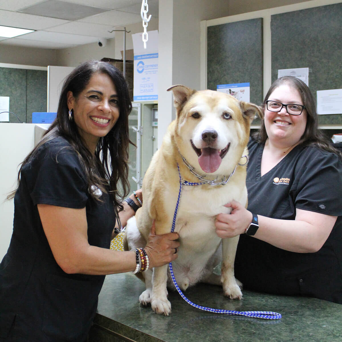Two Vets With Large Tan Dog Two Vets With Large Tan Dog