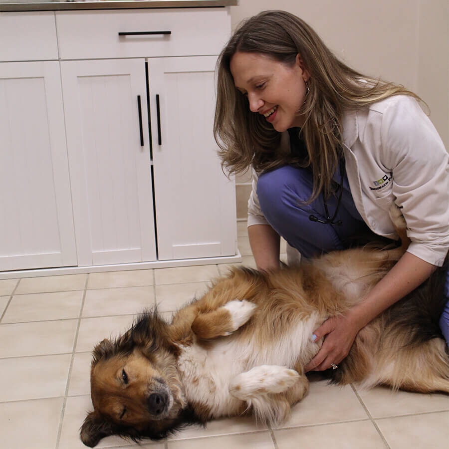 Vet And Dog On Floor vet examining dog on exam room floor