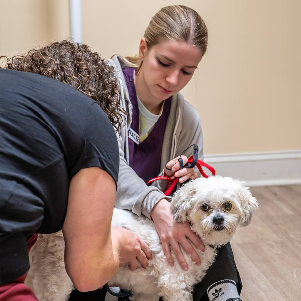 Female Vet And Vet Tech Examining Small White Dog on Floor