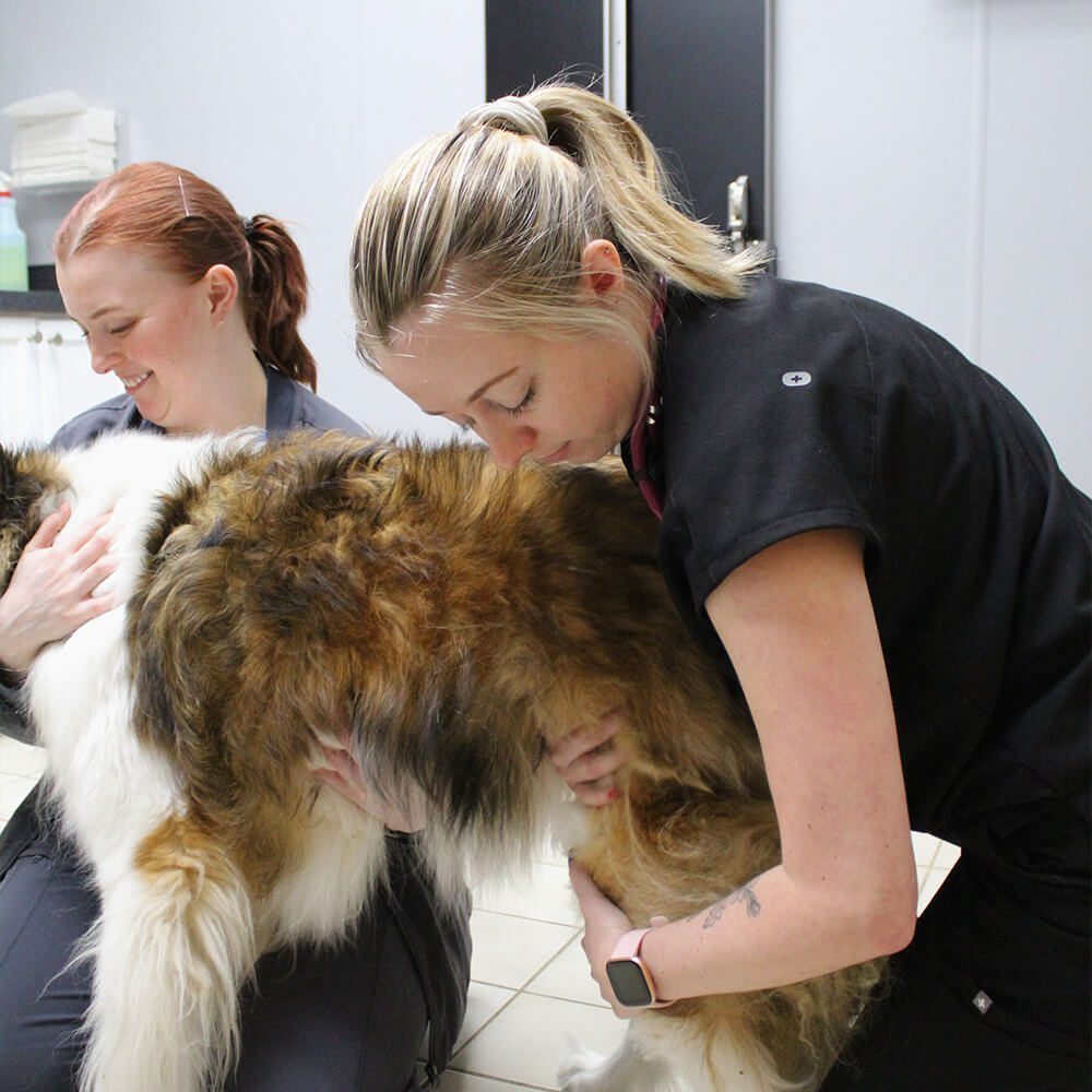 Vet Examining Large Furry Dog Vet Examining Large Furry Dog