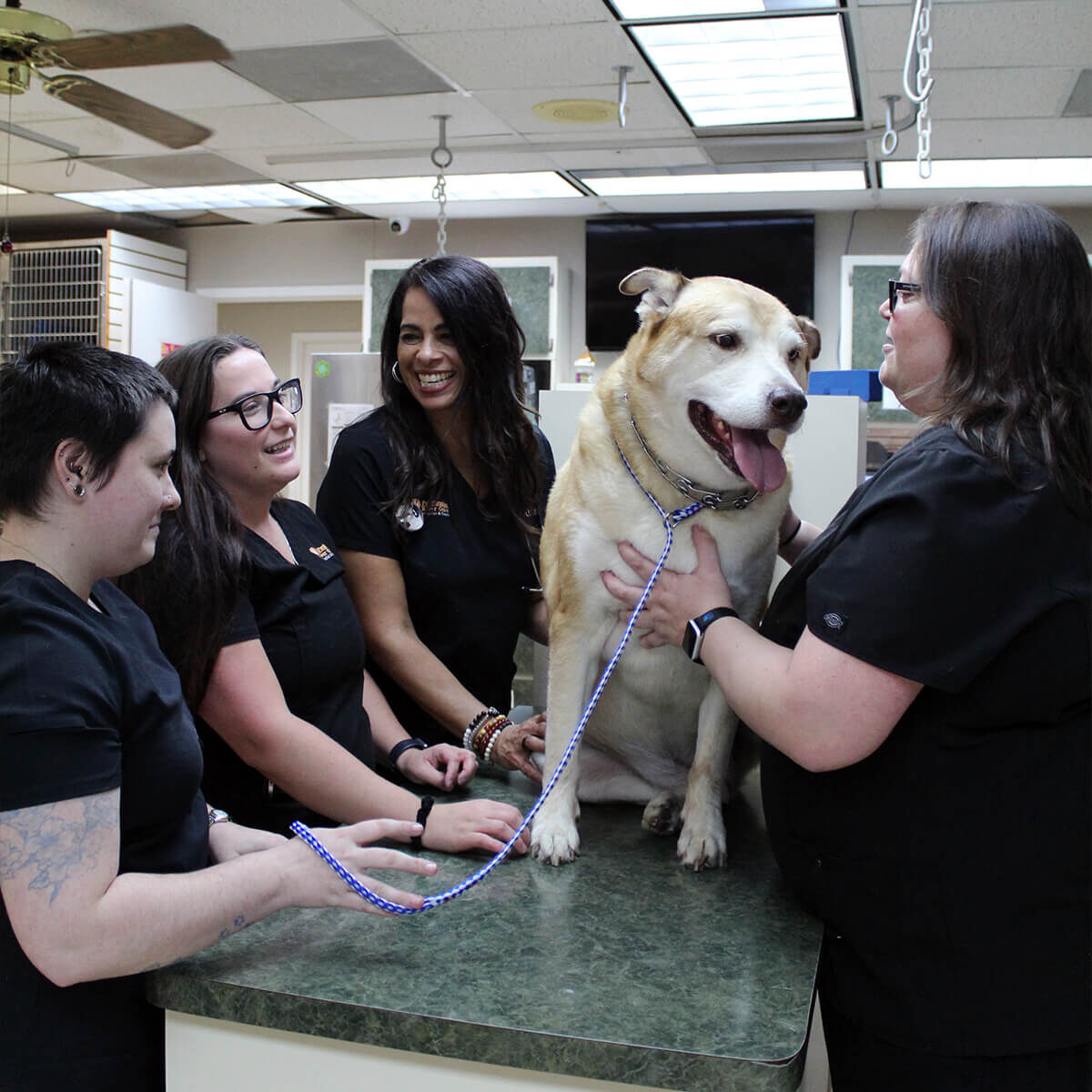 members of veterinary staff standing around exam table with large tan dog on top