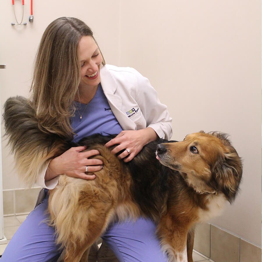 Vet With Brown Dog female vet with fluffy brown dog