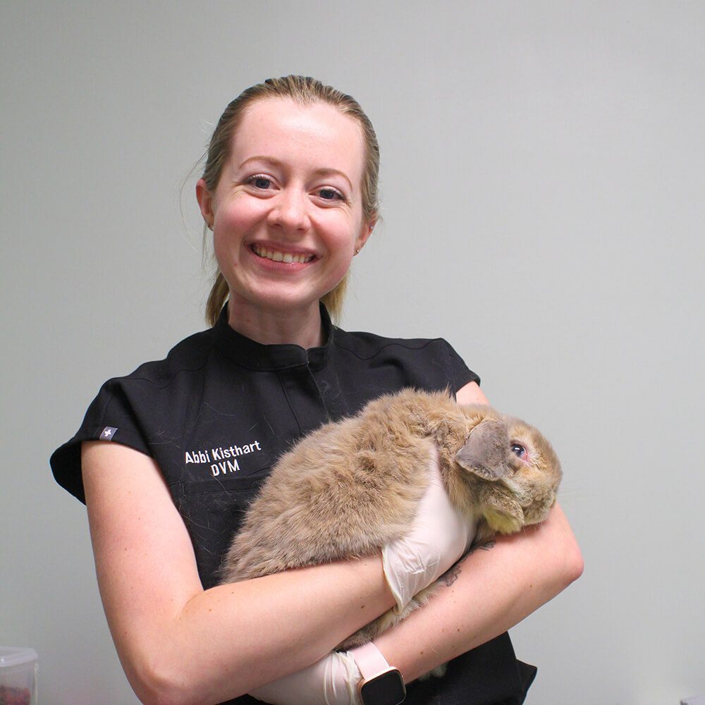 Vet With Bunny Vet With Bunny