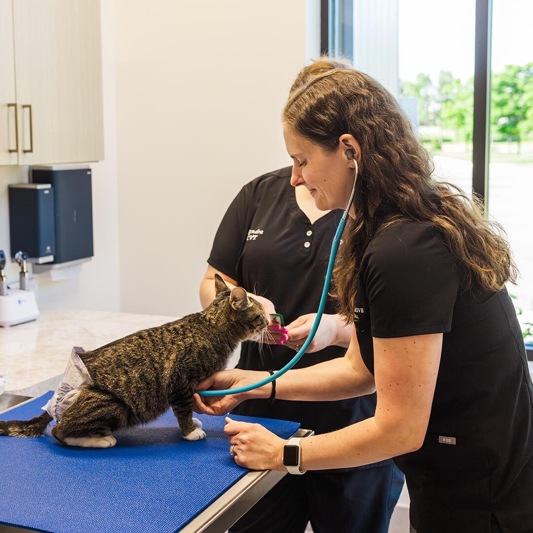veterinarian and veterinary technician checking vitals of an injured cat