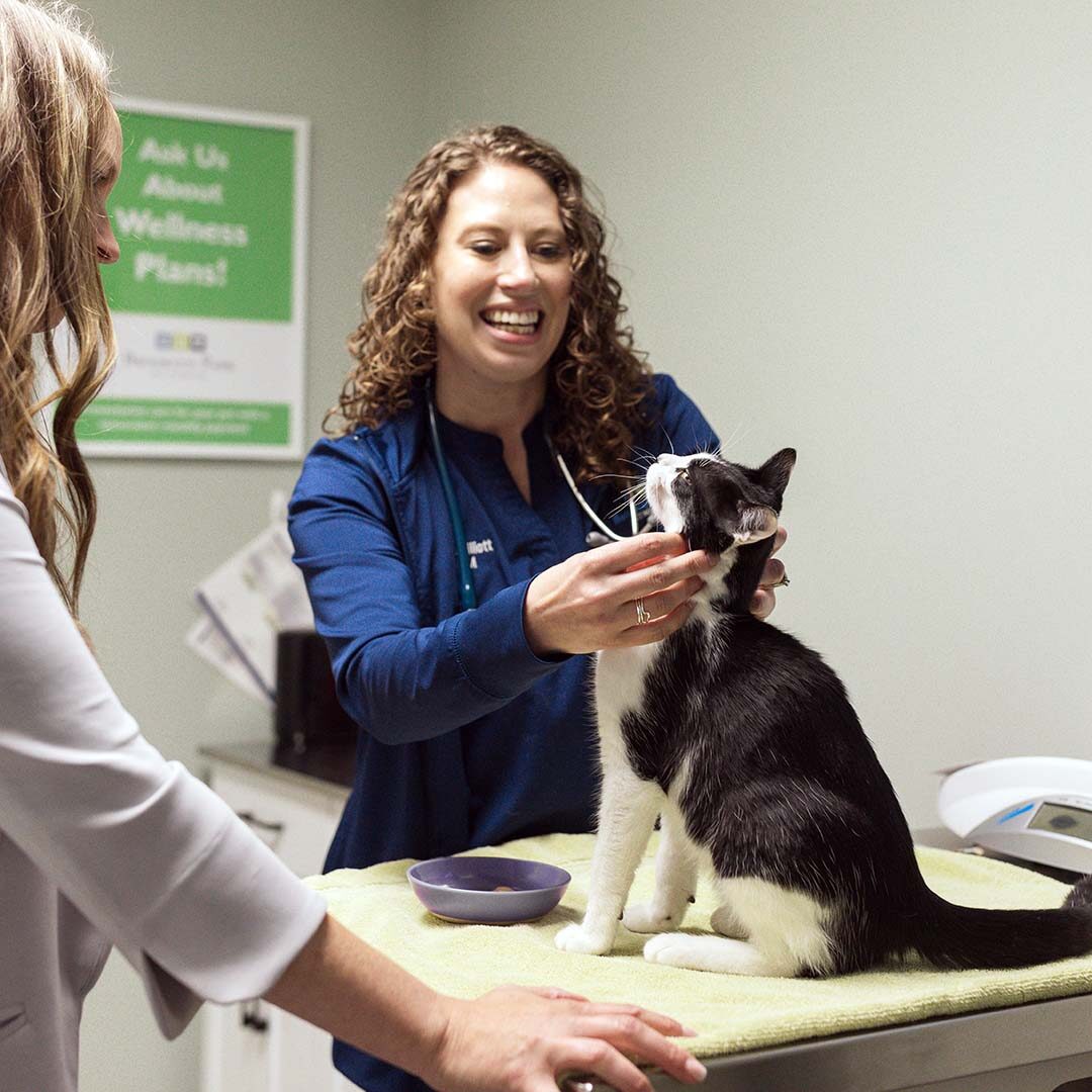 Veterinarian And Cat Veterinarian inspecting tuxedo cat while student watches