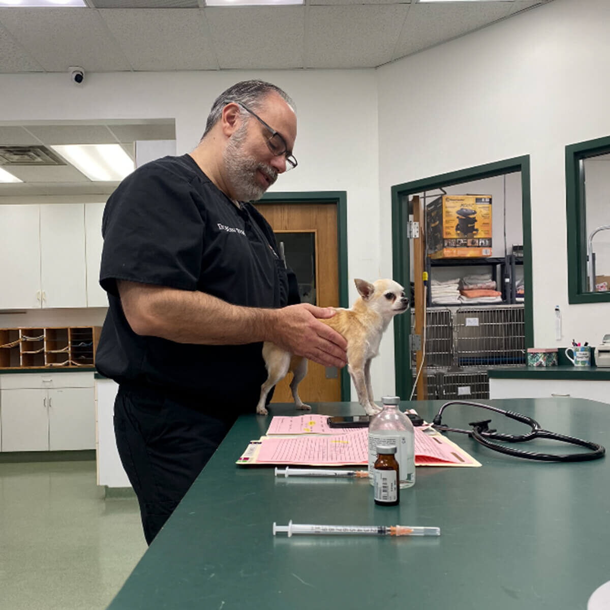 Veterinarian With Tiny Chihuahua Veterinarian With Tiny Chihuahua